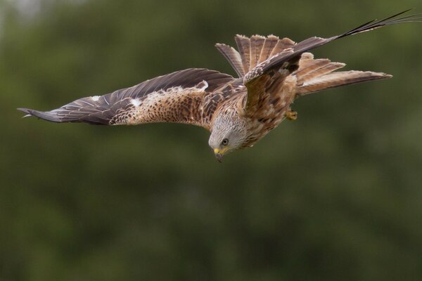 Wildlife. Flying Hawk