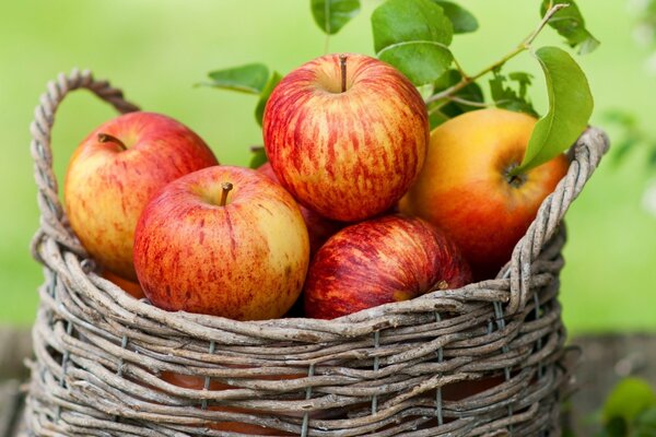 Ripe tree apples in a basket speak of summer