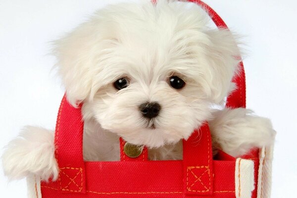 A white puppy in a red bag