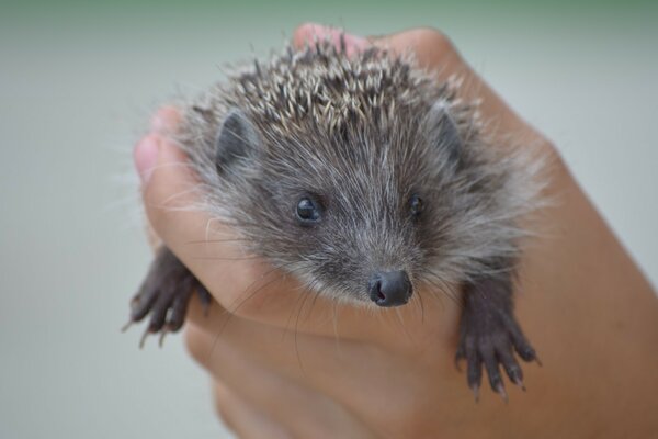 Cute little hedgehog in your hands