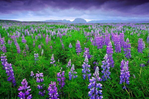 Beautiful lupine flower field