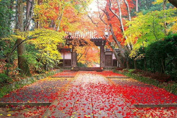 Asfalto cubierto de hojas de colores en el bosque de otoño