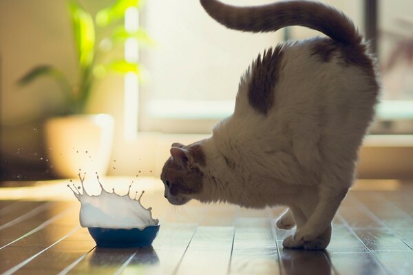 Arrêt d image-chat et déposer des petits pains dans le lait