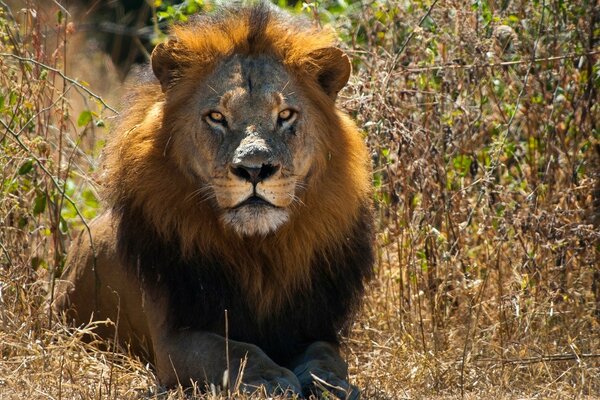 El rey entre los animales salvajes