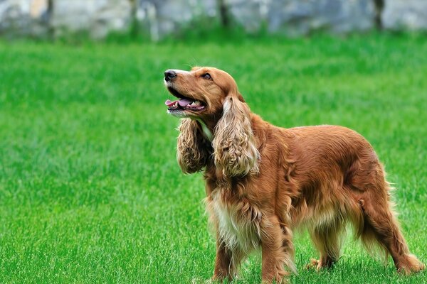 Chien épagneul sur l herbe verte