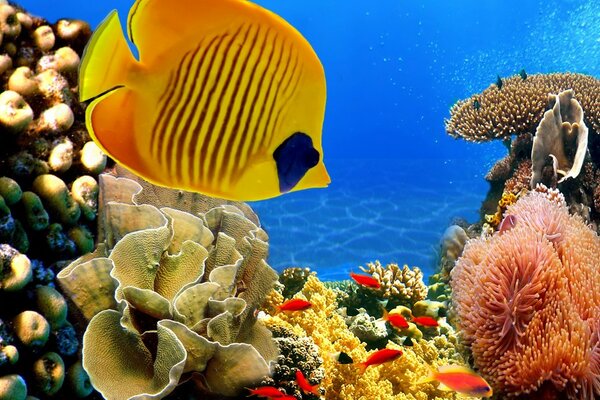 Морской мир под водой и с рыбками