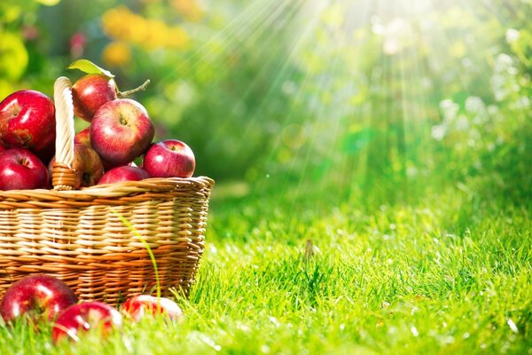 Cesta de manzanas rojas bajo el sol en la hierba