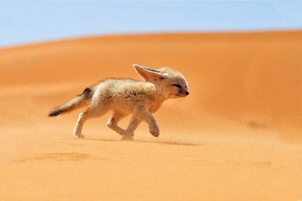 Pequeña zorra corriendo en el desierto