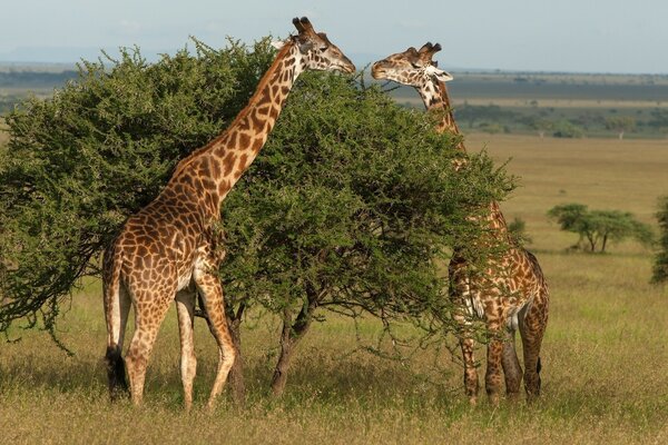 Deux girafes mangent un buisson dans la savane