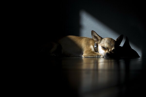 A small dog sleeps against the wall in a dark room