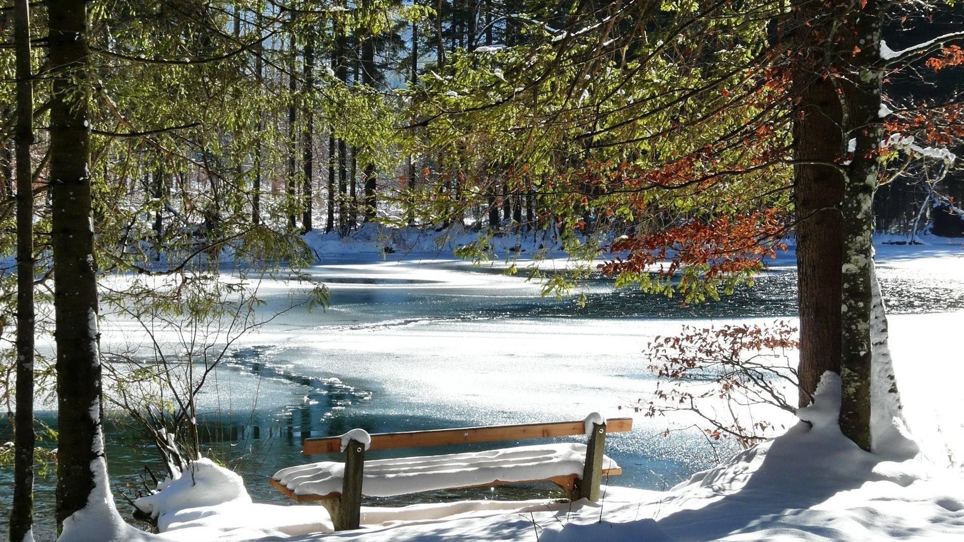 parchi inverno neve albero gelo legno freddo stagione paesaggio natura congelato scenico all aperto ghiaccio meteo bel tempo scena neve-bianco parco paesaggio