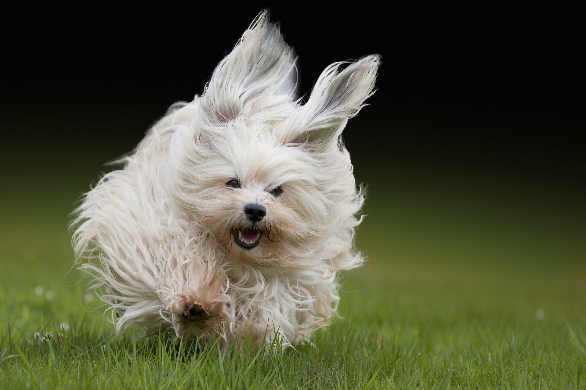 cão cão animal animal de estimação bonito mamífero pequeno filhote de cachorro cinegrafista grama pele doméstico