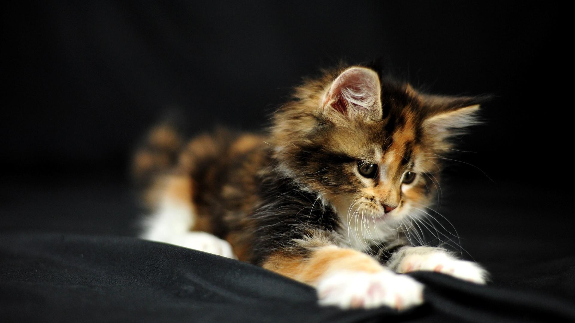 katze katze säugetier kätzchen haustier porträt niedlich tier auge