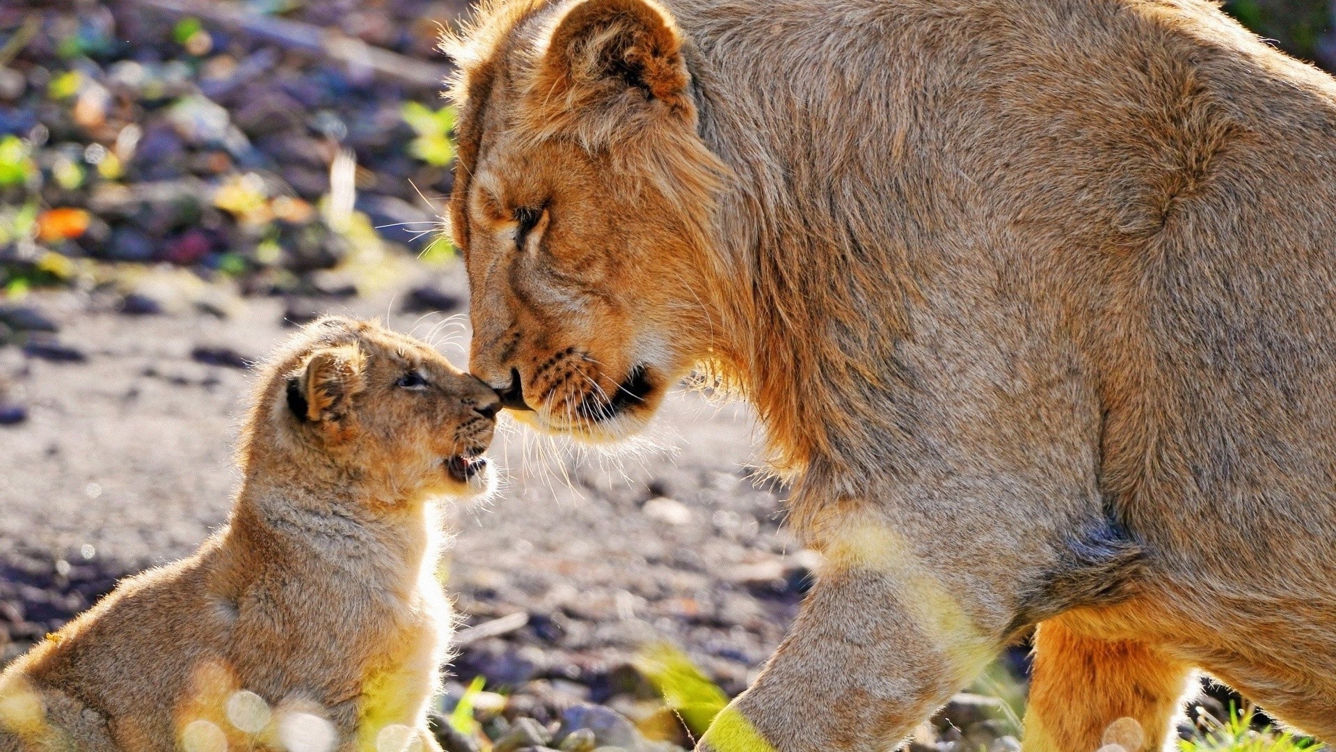 leoni mammifero fauna selvatica pelliccia animale natura zoo selvaggio carino gatto predatore ritratto leone vista piccolo all aperto mangiatore di carne erba occhio