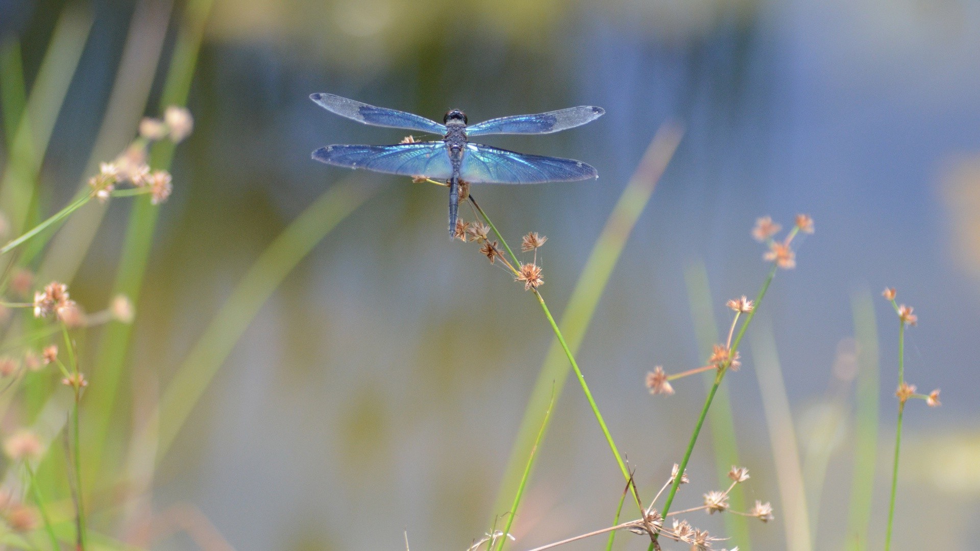 insects insect nature summer butterfly outdoors wildlife dragonfly grass flower leaf wild garden flora little