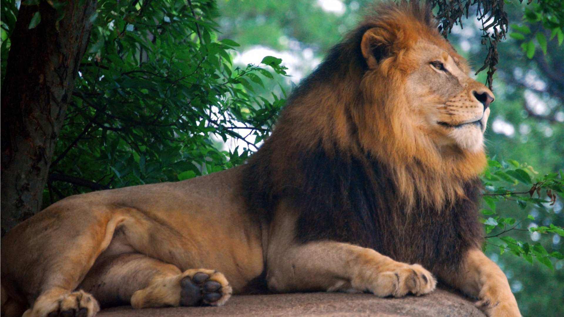 löwen löwe katze säugetier tierwelt tier zoo wild natur safari löwin raubtier dschungel porträt groß