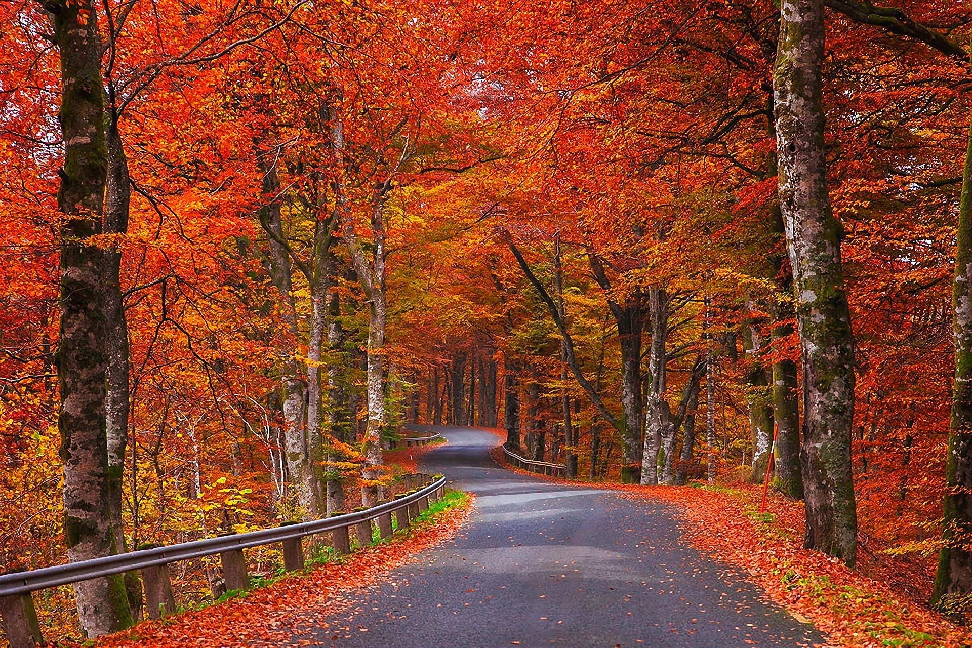 automne automne feuille bois érable bois paysage route parc guide nature saison scénique à l extérieur perspective aube paysages ruelle lumineux brouillard