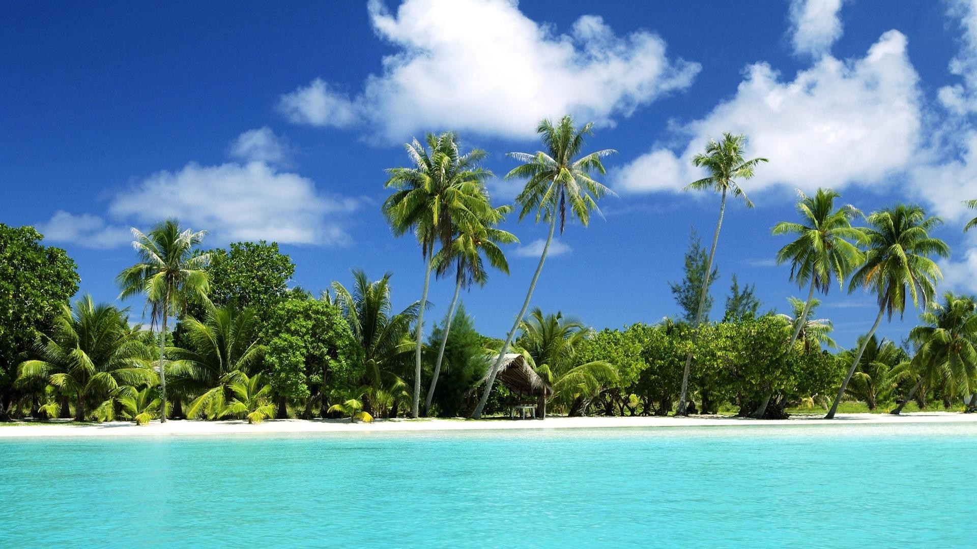 palmen und tropen tropisch strand insel palmen paradies exotisch resort wasser meer kokosnuss idylle sand reisen sommer ozean baum entspannung urlaub landschaft lagune