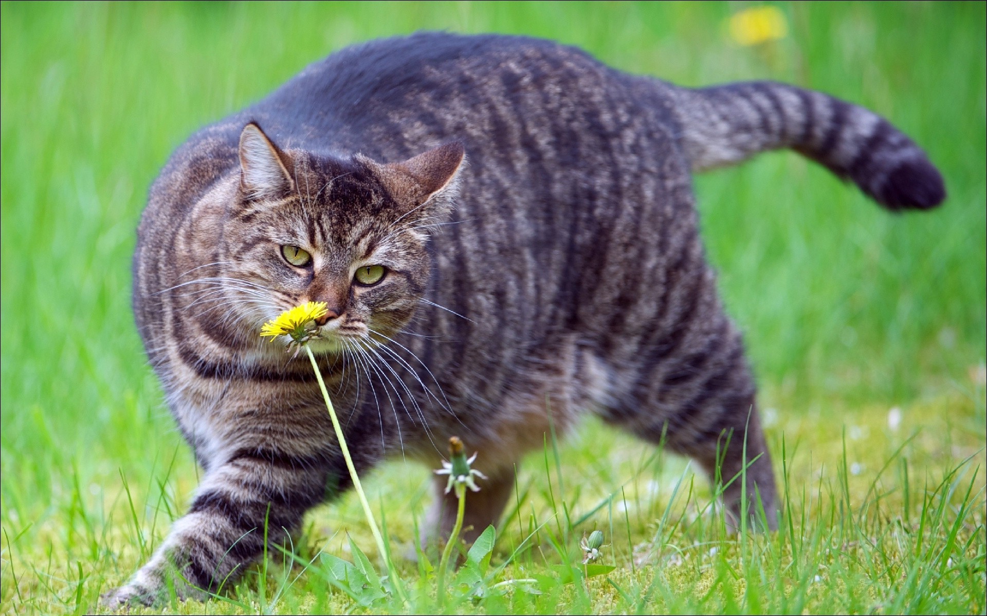 katze tier haustier katze säugetier inländische niedlich natur gras porträt kopf kätzchen fell junge