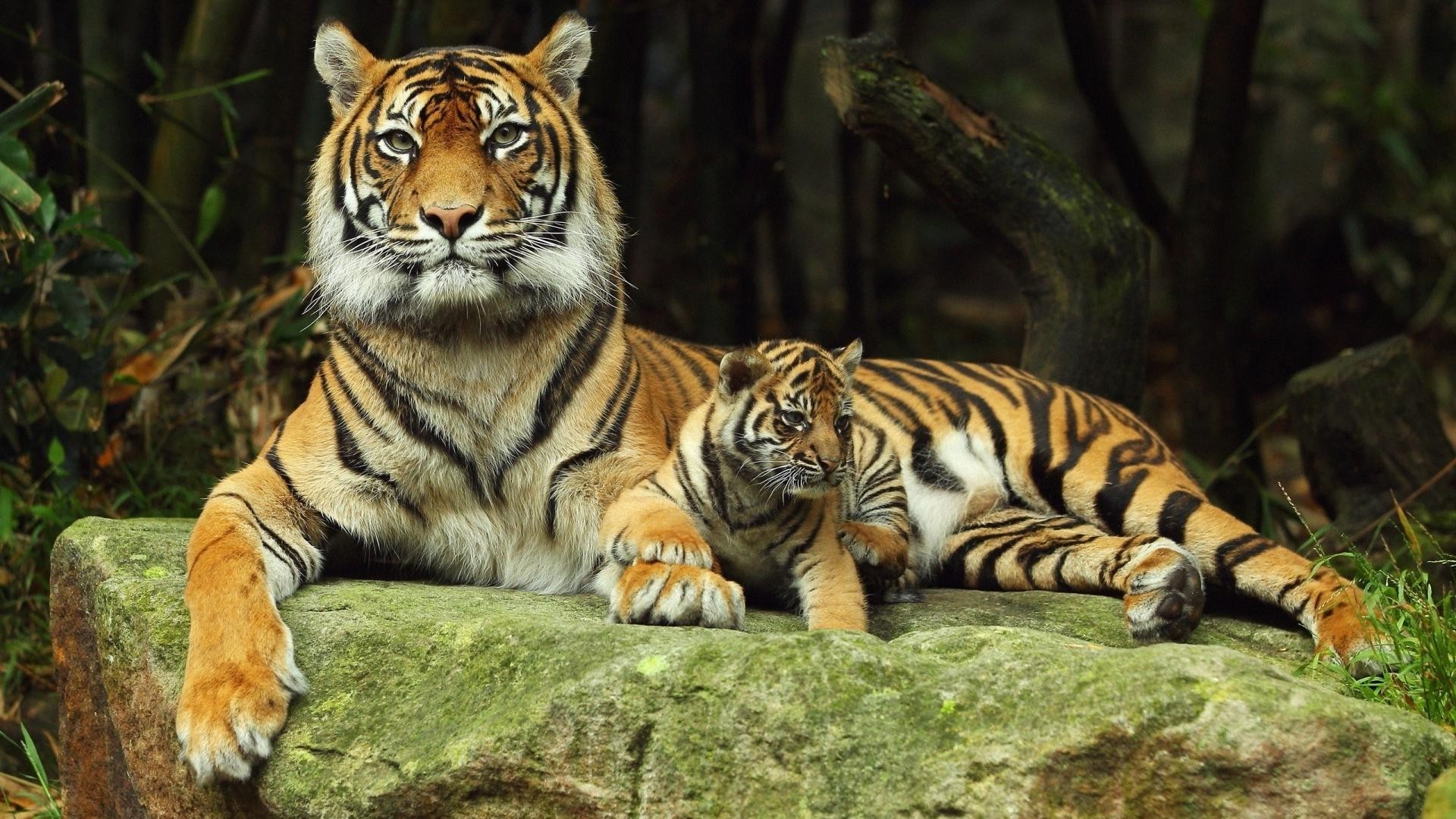 tigres tigre gato vida selvagem selva mamífero caçador predador jardim zoológico animal selvagem comedor de carne perigo caça faixa agressão grande safari pele olhando siberiano