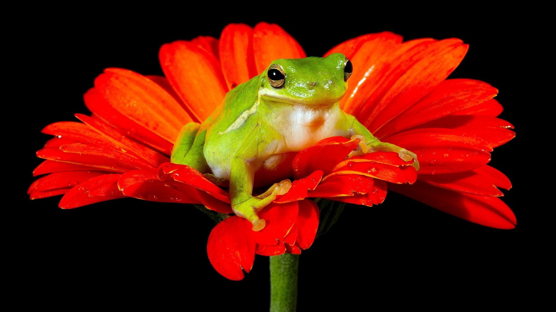 gady i żaby natura kwiat kolor liść żaba flora przyroda