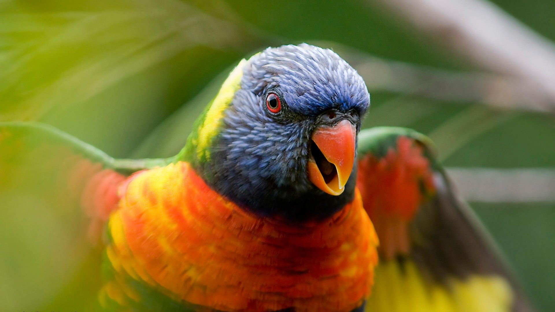 tiere papagei vogel natur tierwelt tier farbe schnabel feder flugzeug tropisch wild flügel hell im freien ara