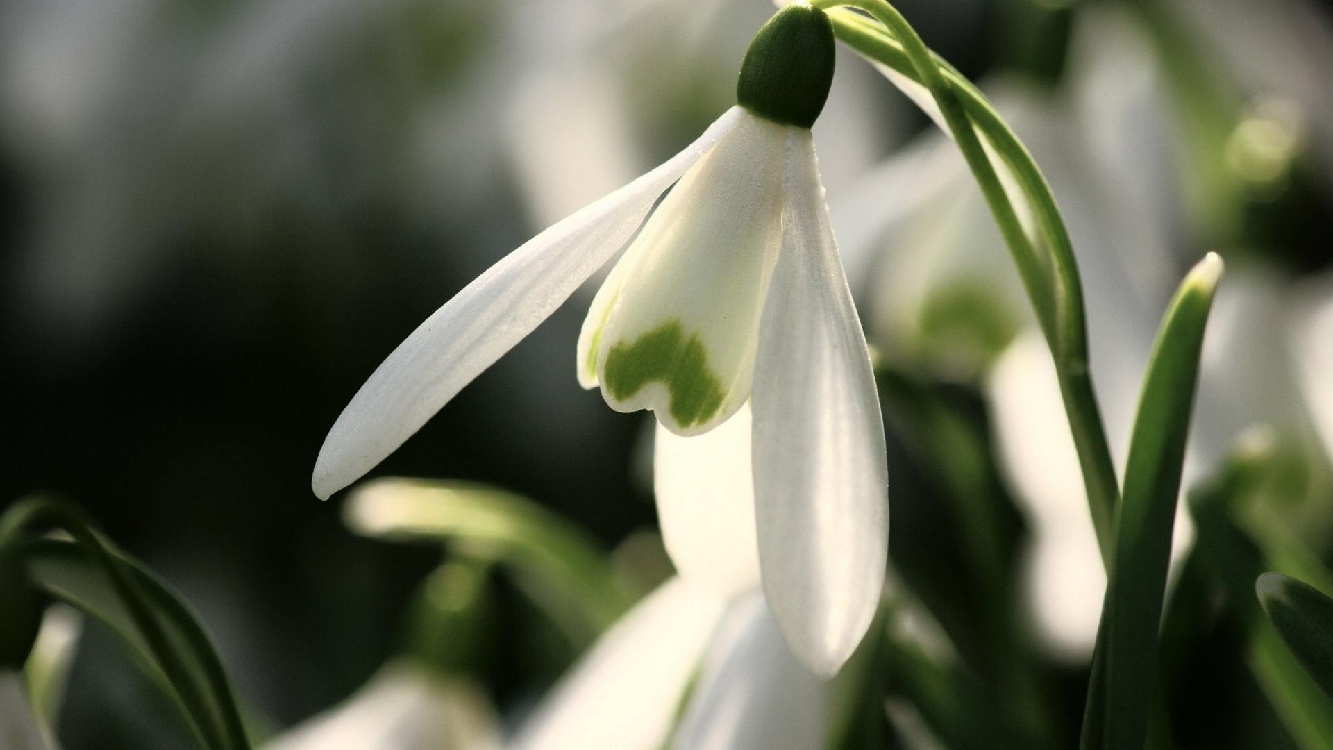 kwiaty natura liść rozmycie kwiat flora ogród na zewnątrz wzrost dobra pogoda