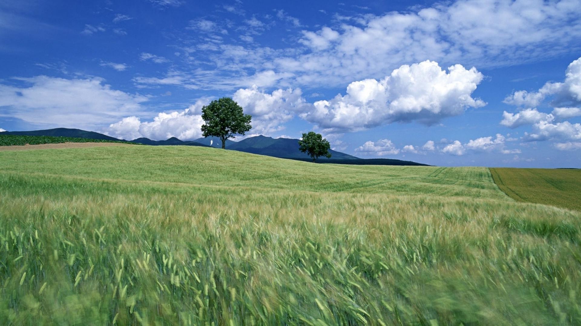 campos prados y valles pastizales trigo rural campo agricultura granja paisaje campo cereales cosecha verano cielo crecimiento tierras de cultivo tierras cultivables maíz hierba naturaleza heno