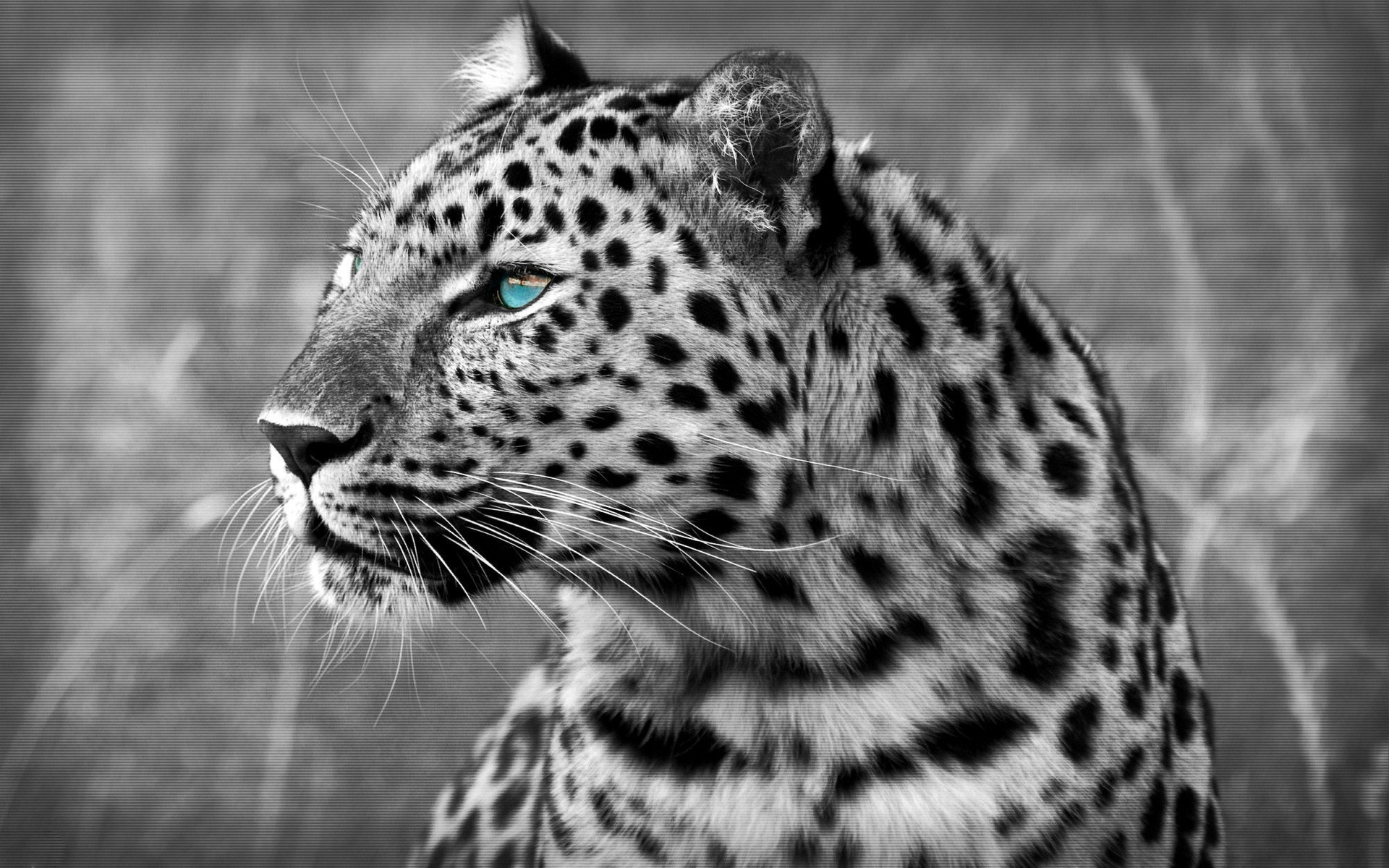 leopards cat wildlife animal leopard zoo predator nature wild mammal safari big portrait hunter fur carnivore jungle