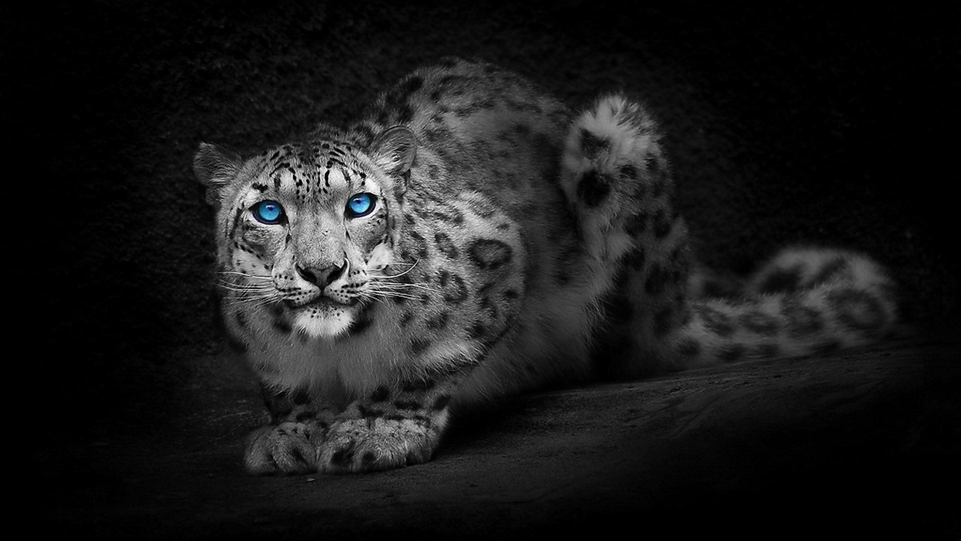 leopards cat portrait wildlife zoo mammal animal leopard nature eye