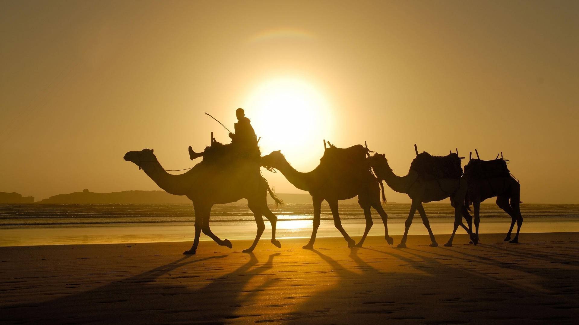 animales camello mamífero desierto puesta de sol silueta iluminado tren sentado sol beduino camello árabe amanecer dos noche viajes caballería grupo arena hombre