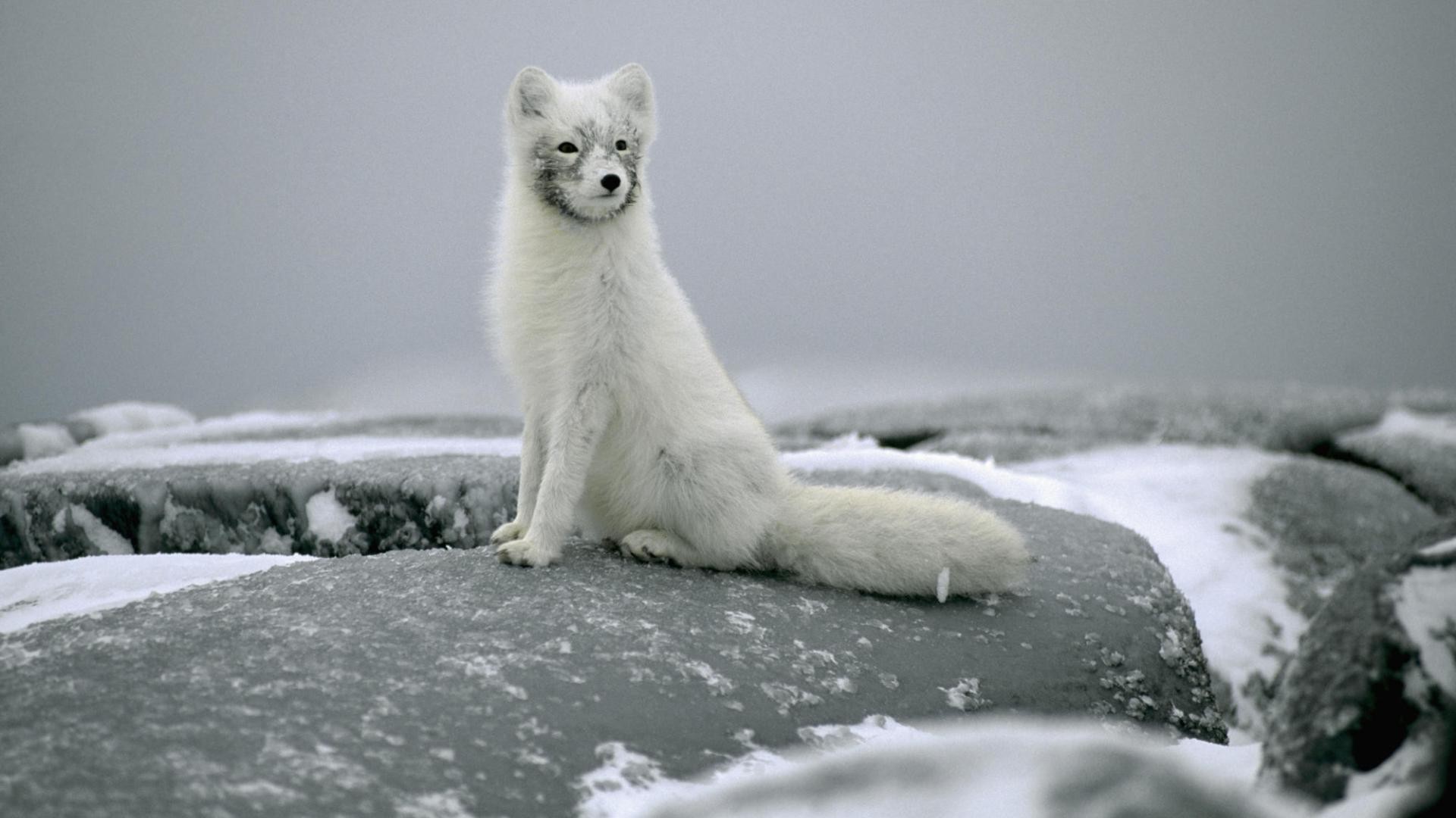 fox snow winter frosty cold ice mammal nature frozen outdoors water daylight