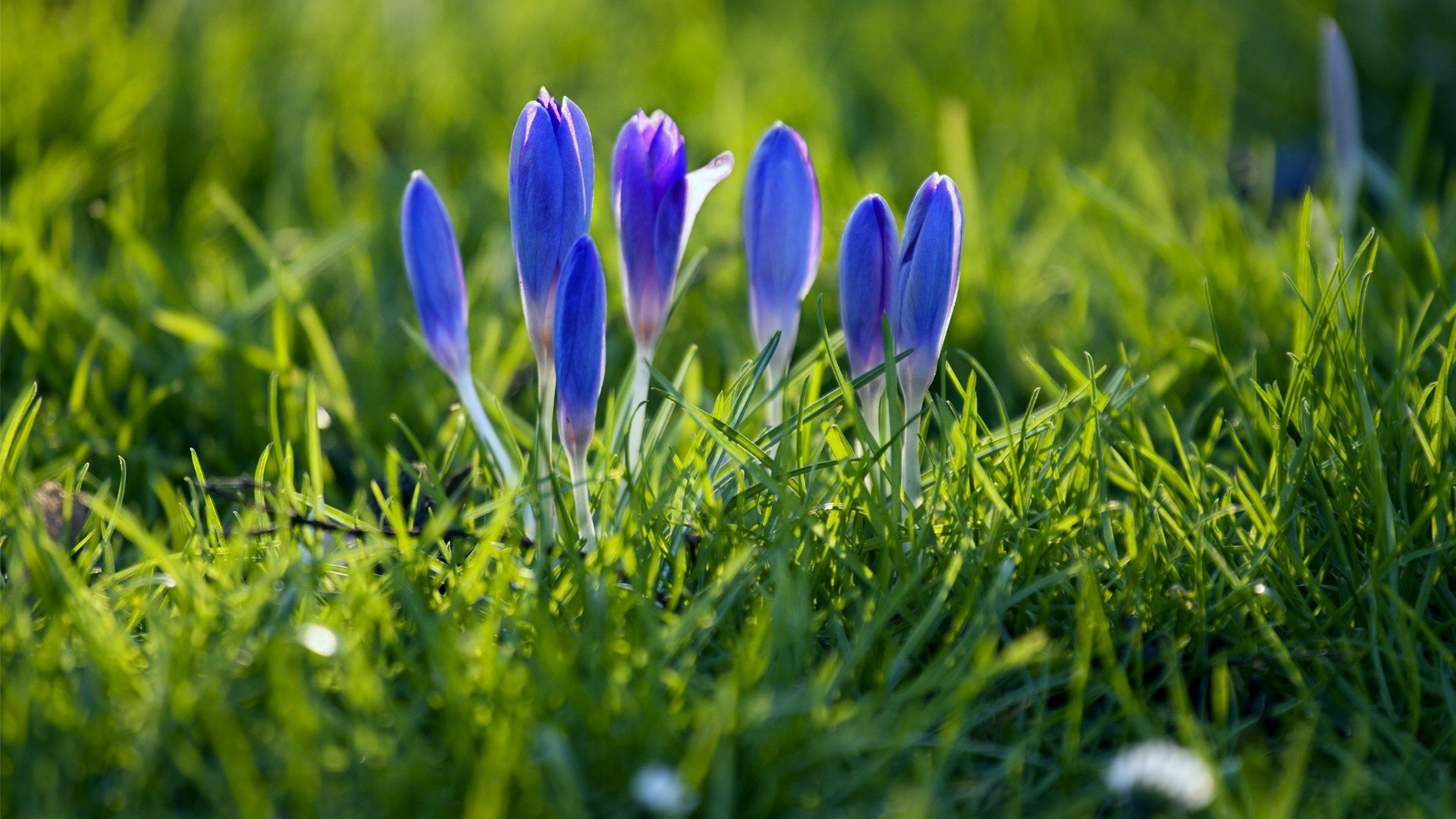 fleurs herbe nature foin champ fleur flore été jardin pâques croissance pelouse feuille saison lumineux à l extérieur beau temps floral gros plan parc