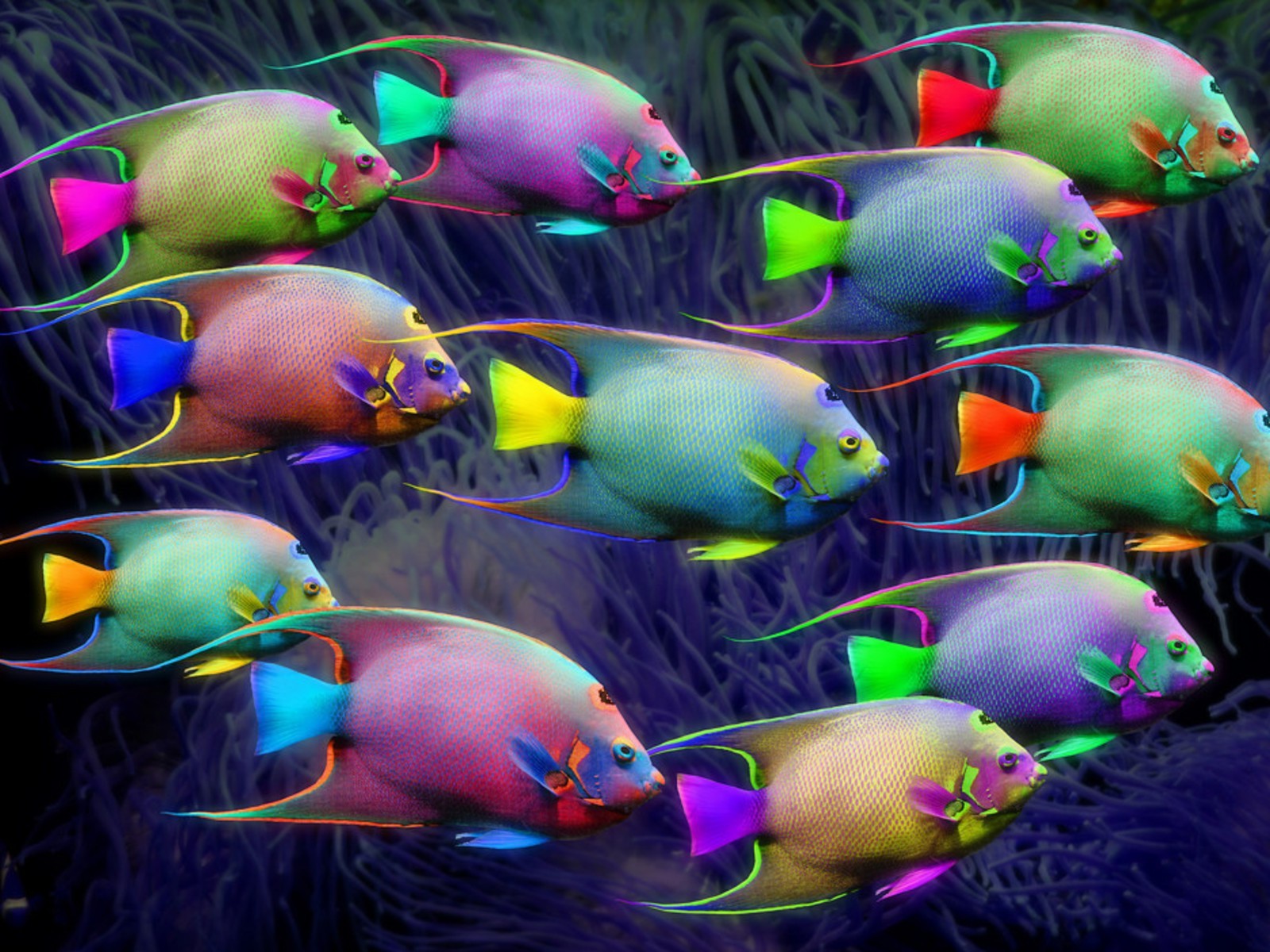 neon ei ostern fisch dekoration unterwasser tier bunt abstrakt grafik farbe festival schwimmen tierwelt aquarium illustration kunst muster surreal