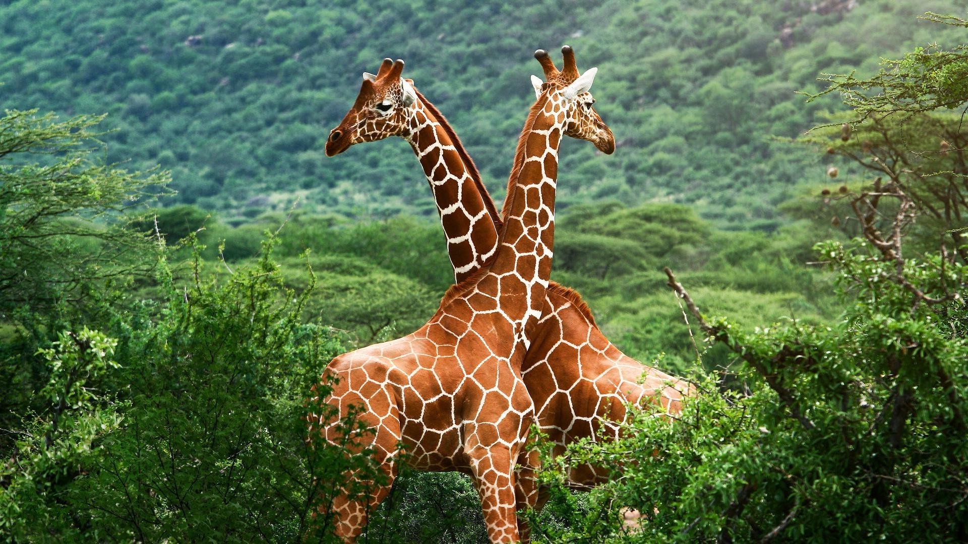 jirafas naturaleza salvaje vida silvestre madera parque al aire libre