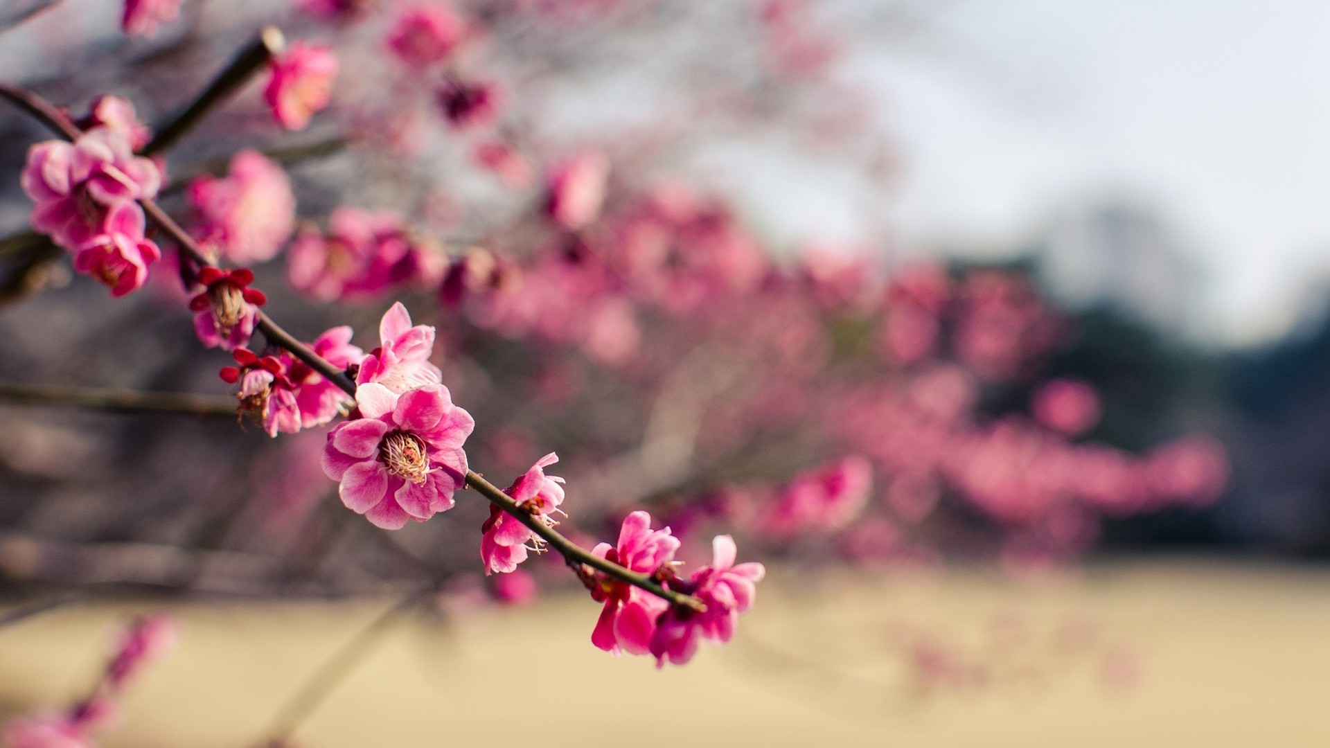 fleurs sur les arbres fleur nature cerise branche flore jardin bluming été pétale arbre copain croissance couleur dof belle lumineux floral saison en plein air