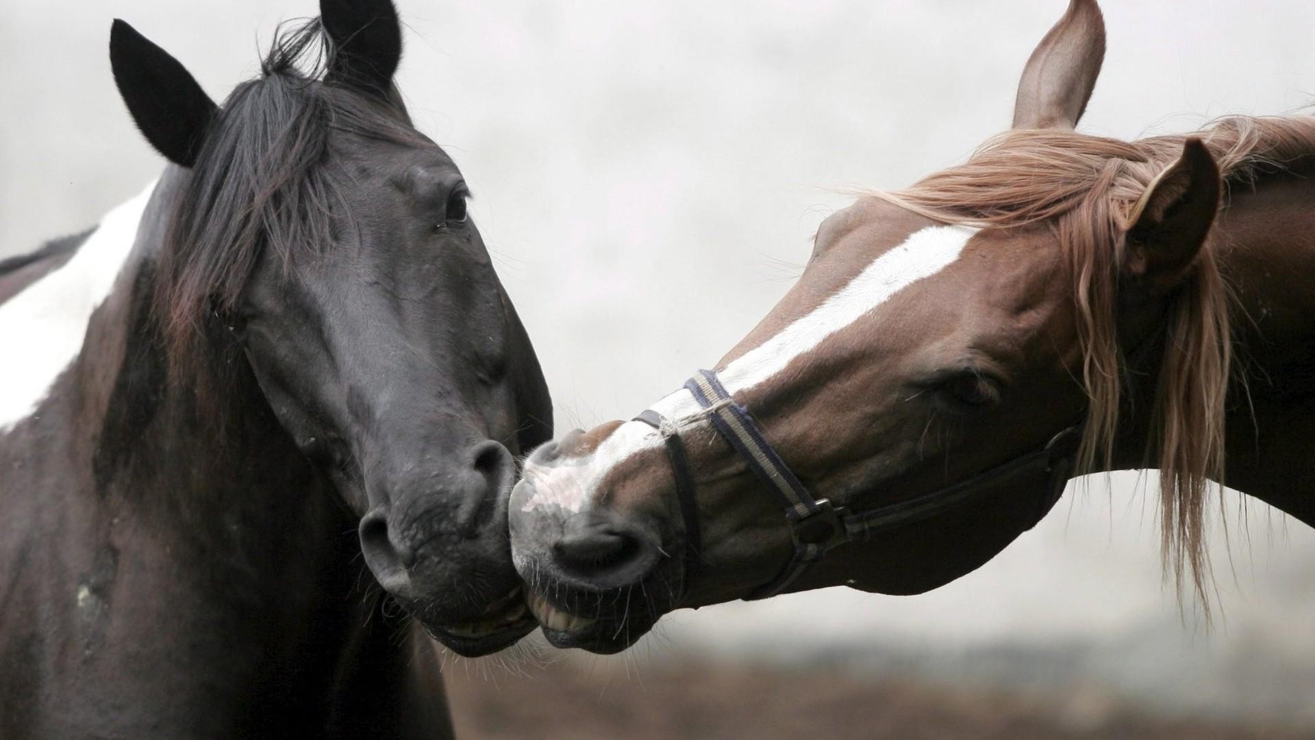 verliebte tiere kavallerie reiten ein pferd porträt mare säugetier hengst pferdezucht sitzen haar manet frau zaumzeug im freien aktion pony vorschau