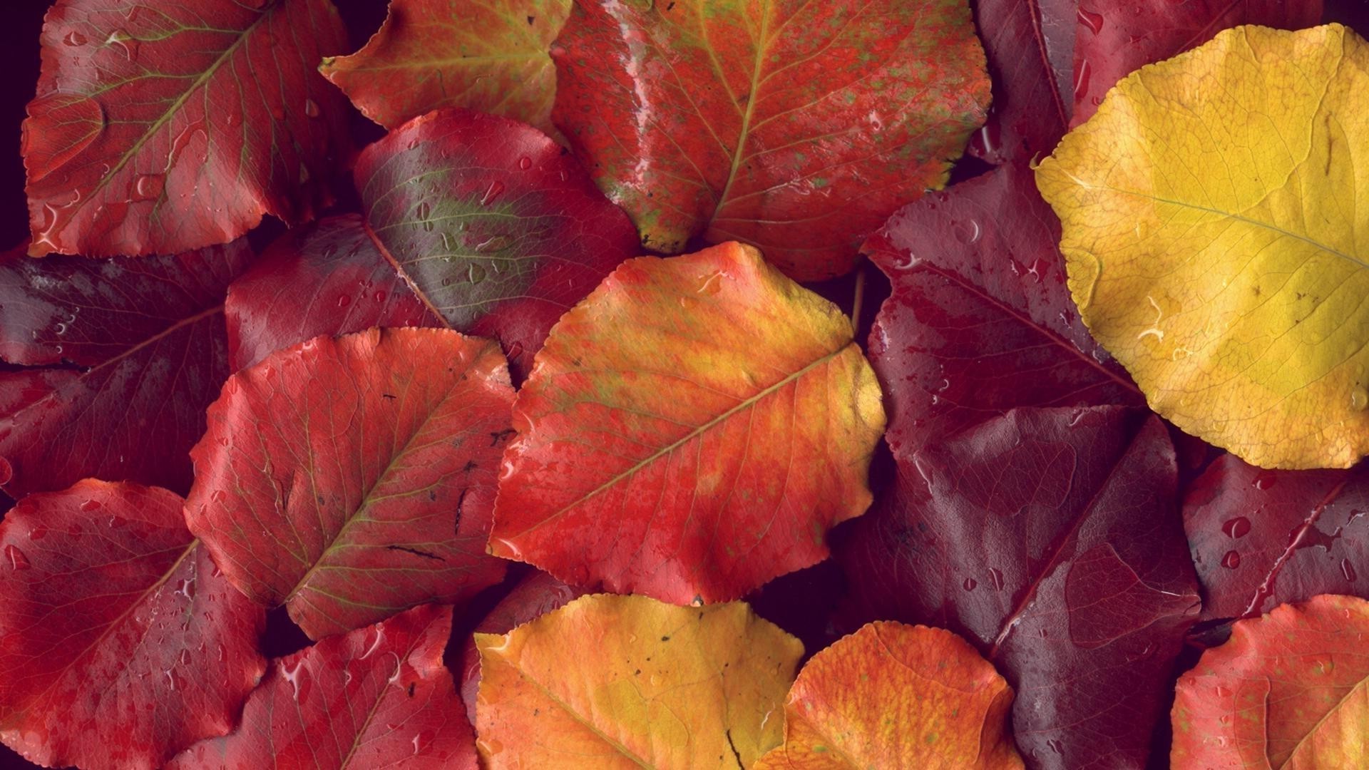 texture leaf fall nature desktop color flora food maple bright season