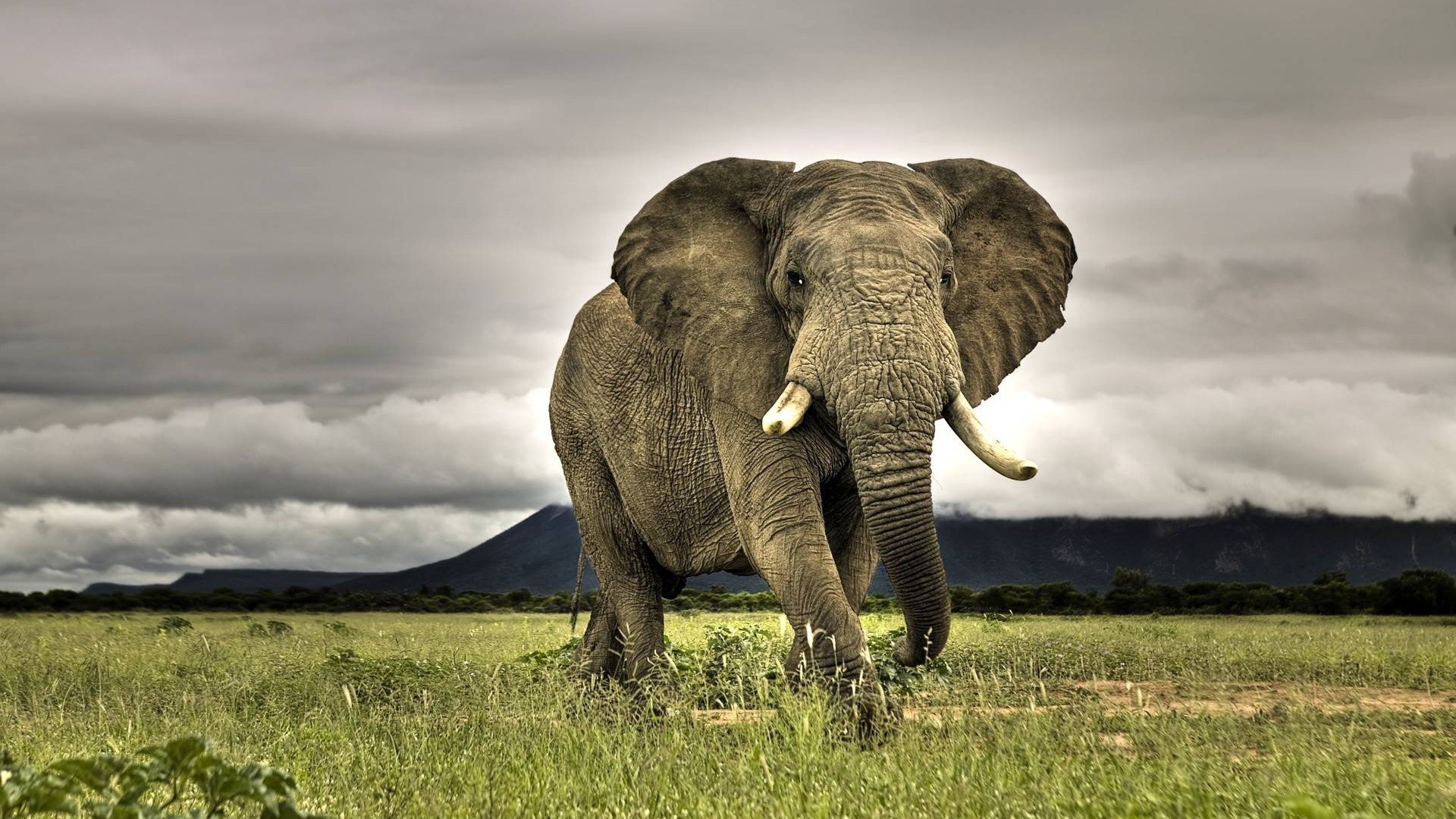 elefanten elefant tierwelt säugetier gras tier natur wild safari weiden afrikanischer elefant