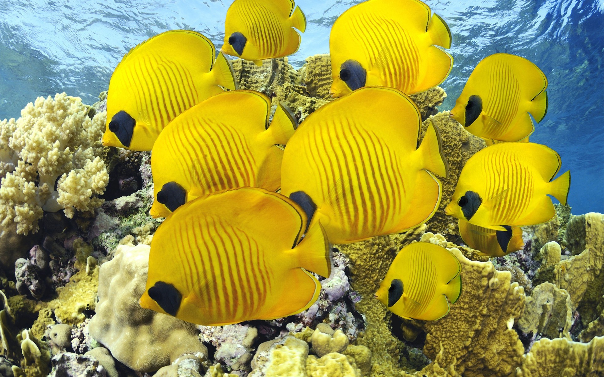 animais debaixo d água água oceano tropical natureza peixes mar coral cor viagens recife área de trabalho bom tempo ao ar livre