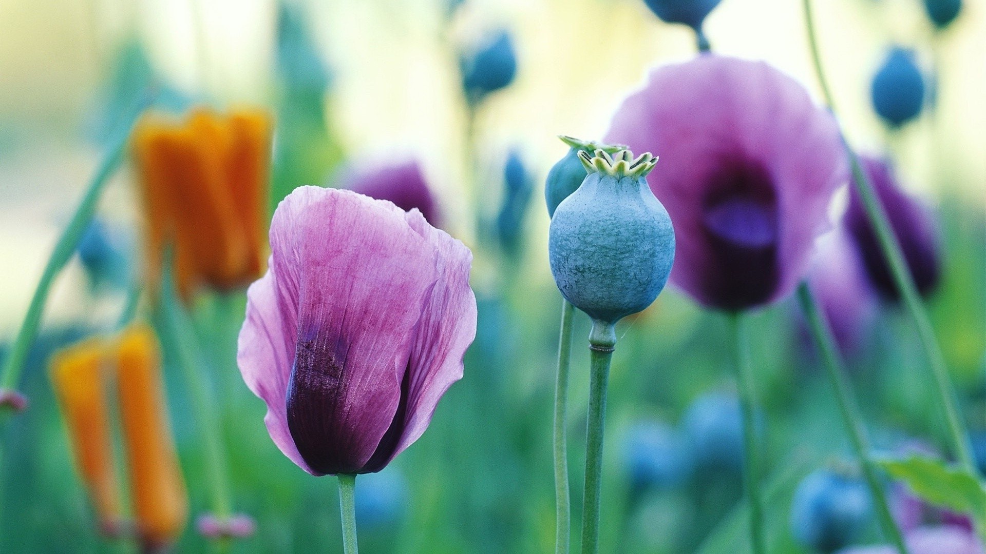 fiori natura fiore estate flora foglia luminoso giardino campo tulipano crescita colore all aperto erba floreale bel tempo