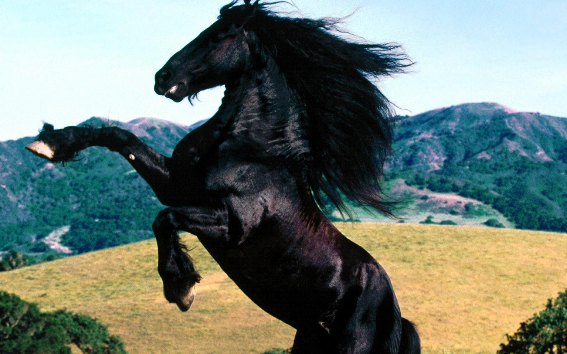 caballo mamífero caballería solo al aire libre granja heno luz del día animales vivos cielo viajes montañas hierba