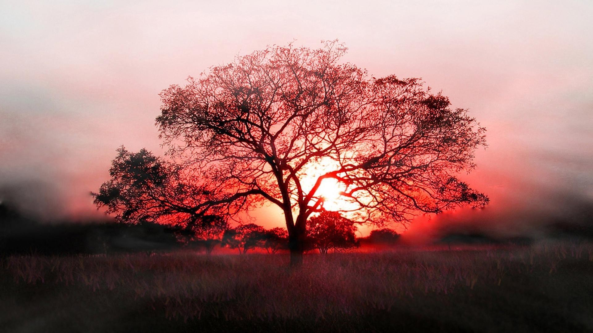 tramonto e alba alba paesaggio albero nebbia tramonto sole illuminato natura autunno nebbia cielo parco sera