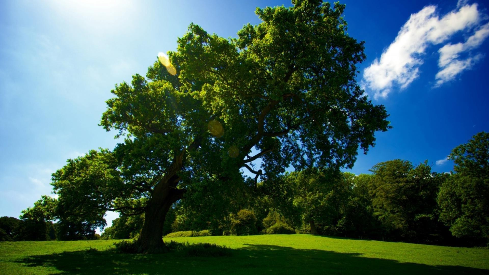 arbres arbre paysage la nature à l extérieur herbe été feuille lumière du jour beau temps parc scénique bois environnement campagne luxuriante rural ciel idylle soleil