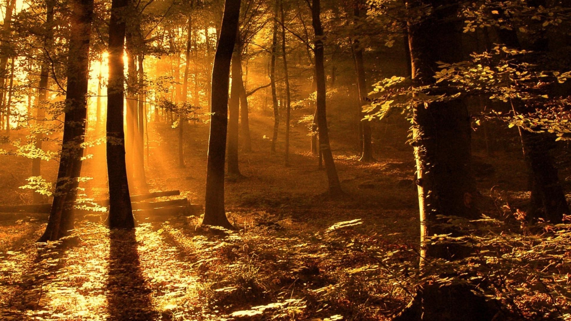 sonnenuntergang und dämmerung holz holz herbst landschaft dämmerung blatt licht park natur nebel nebel guide straße sonne gutes wetter