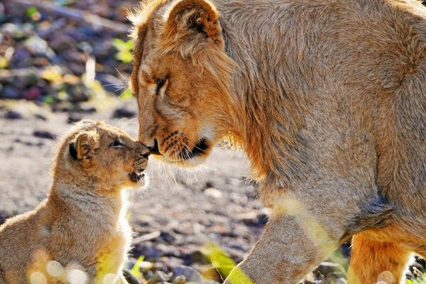 Lionne avec son petit