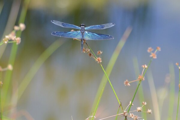 Libelle und Schmetterling im Morgengrauen