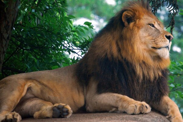 Lion dans la nature en vacances