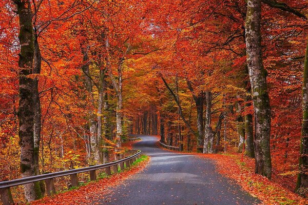 Die Straße ist mit Herbstblättern übersät