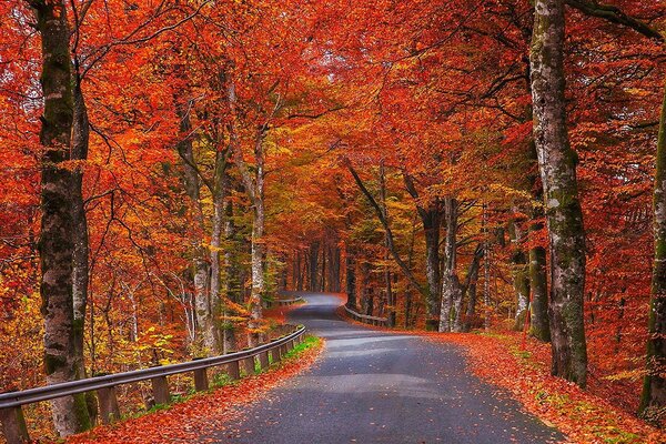 Дорога усыпана осенними листами